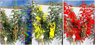 High-Throughput Phenotyping of Fire Blight Disease Symptoms Using Sensing Techniques in Apple